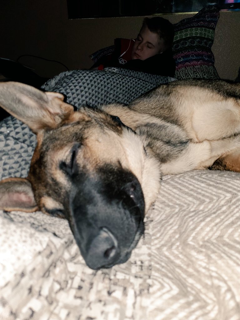 Jack-Jack my son and our 6mo old puppy Ranger who thinks he's still a lap dog lol..