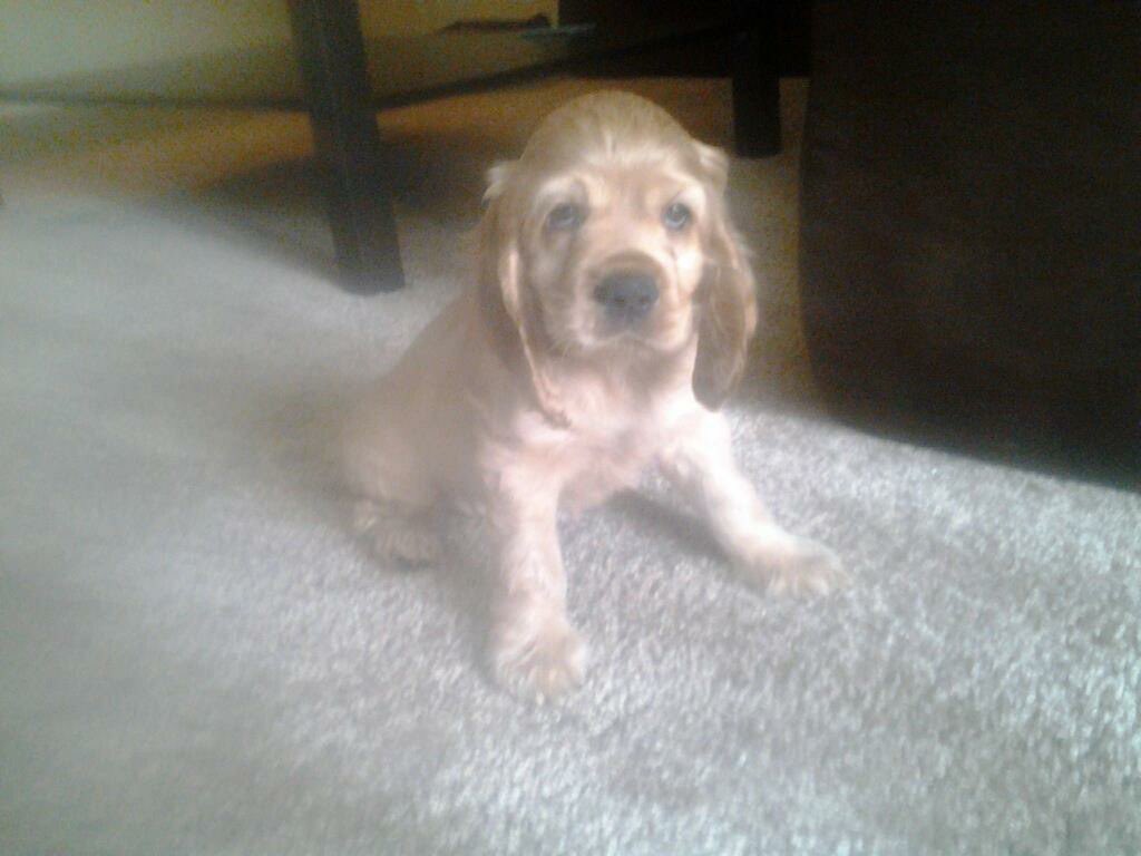 Olympiq_'s tweet photo. A decade ago you came home with @McNeeno and I. Thank you for everything Bruce. Happy tenth birthday. https://t.co/NcYdstxOAm
