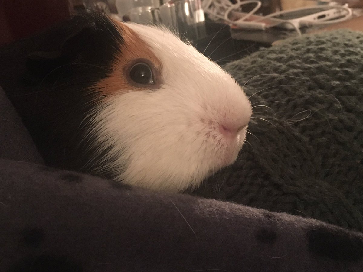 femke_holwerda's tweet photo. Knaagt being Knaagtful 🥰 #ThemCheeks Squeeks being #ChillPig 🥰 https://t.co/P9tAjYPPe0