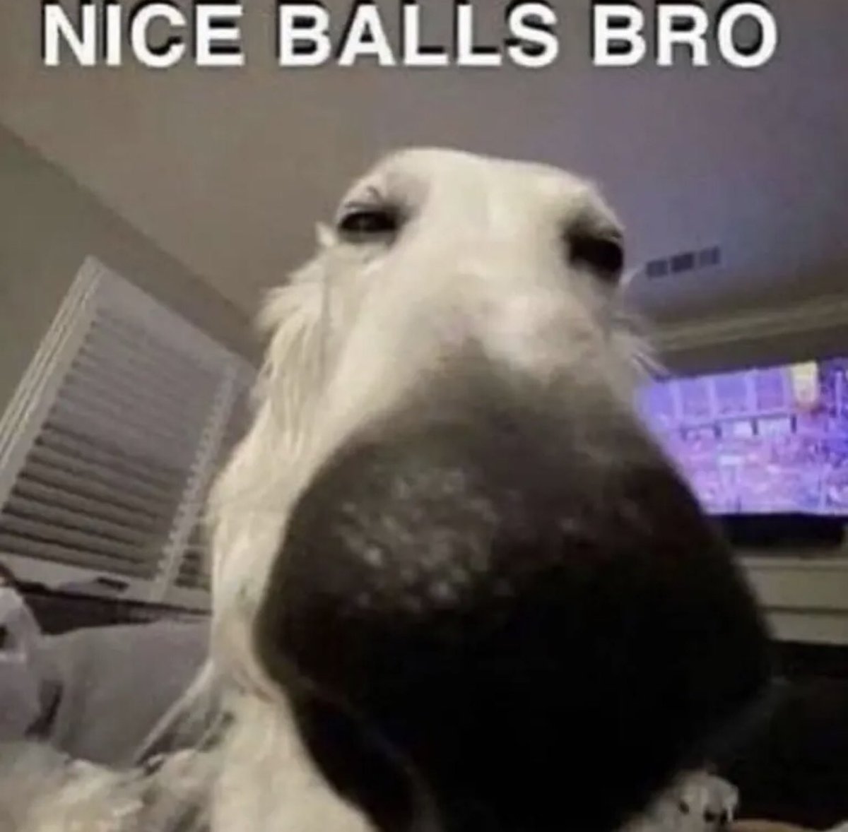LolLolvibes7's tweet image. Nice balls bro