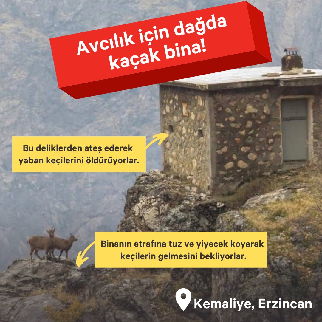 Cinayet için bina yapmışlar!

Kemaliye dağlarında yapılan kaçak binalarda yüzlerce yaban keçisinin öldürüldüğü ortaya çıktı.
(Kaynak: <a href="/guvenislamoglu/">Güven İslamoğlu</a>)

Yaban hayvanlarının yaşam hakkı için avcılığın yasaklanmasını talep eden kampanyayı imzala, paylaş:
👉Change.org/vurmabeni