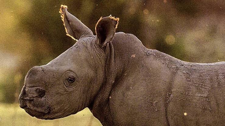 #MyBeautifulAfrica... ❤️ The most beautiful creatures on this planet... My Spirit Animal... 🦏❤️