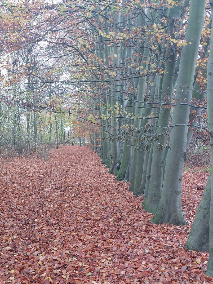 AMKleinestaar's tweet photo. Herfst in #Raalte levert mooie beelden op.... https://t.co/dZ9QupISV7