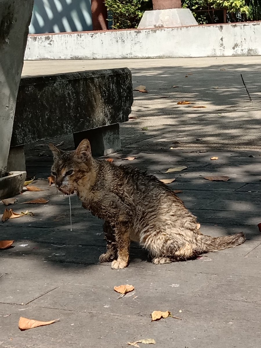 MisterTanthai's tweet image. ขอความช่วยเหลือ น้องป่วย มีคนใจดีพาน้องไป
รักษาหน่อยนะครับ พิกัด สวน 
เฉลิมพระเกียรติ80พรรษา 
#แมวหาบ้าน #ทาสแมว 
#เวียร์เบลล่า