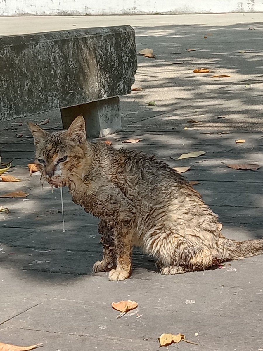 MisterTanthai's tweet image. ขอความช่วยเหลือ น้องป่วย มีคนใจดีพาน้องไป
รักษาหน่อยนะครับ พิกัด สวน 
เฉลิมพระเกียรติ80พรรษา 
#แมวหาบ้าน #ทาสแมว 
#เวียร์เบลล่า