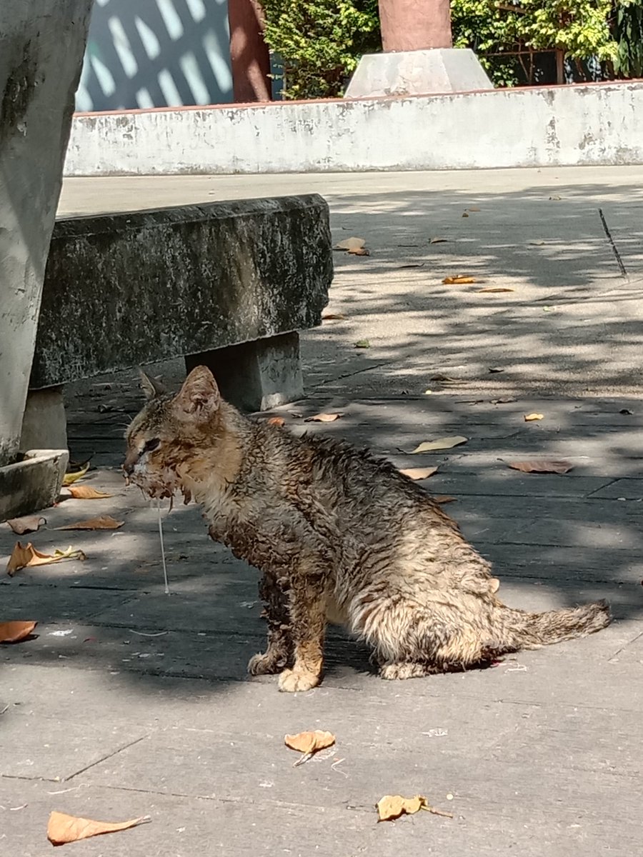 MisterTanthai's tweet image. ขอความช่วยเหลือ น้องป่วย มีคนใจดีพาน้องไป
รักษาหน่อยนะครับ พิกัด สวน 
เฉลิมพระเกียรติ80พรรษา 
#แมวหาบ้าน #ทาสแมว 
#เวียร์เบลล่า