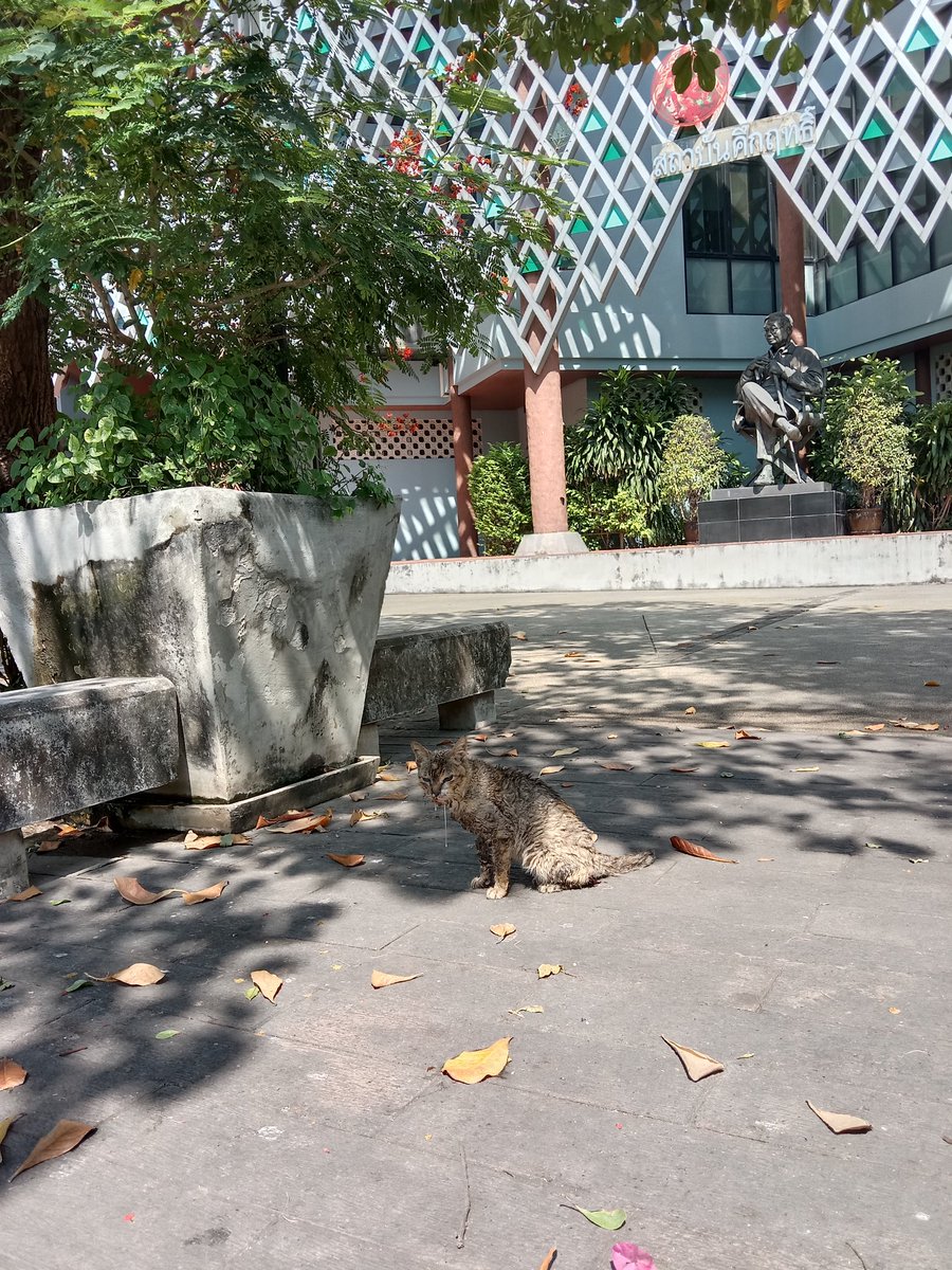 MisterTanthai's tweet image. ขอความช่วยเหลือ น้องป่วย มีคนใจดีพาน้องไป
รักษาหน่อยนะครับ พิกัด สวน 
เฉลิมพระเกียรติ80พรรษา 
#แมวหาบ้าน #ทาสแมว 
#เวียร์เบลล่า