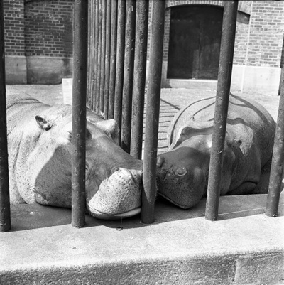 enigmister's tweet photo. Two Hippos, New York, 1955 - Vivian Maier

#fotografia #fotovintage #biancoenero #vivianmaier #donneinarte #newyork https://t.co/7p7VFZJdWf