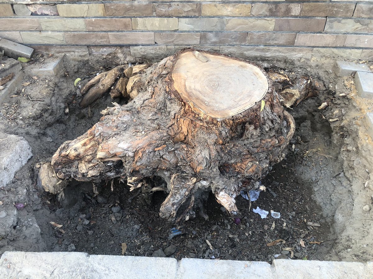 maleehahabib's tweet photo. Ten billion tree tsunami, while others are allowed to shop old existing local #neem #trees. #preservation is just as important if not more important than spending millions in new plantations #ministryofclimatechange #pakistan #stop destroying nature #sin https://t.co/iPYbU2aIri