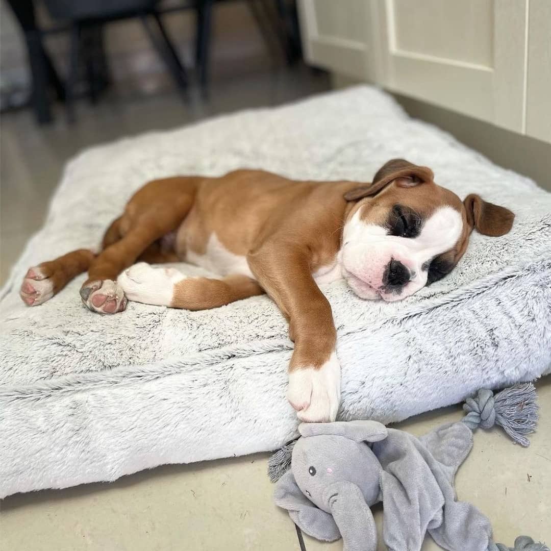 Boxerlover02's tweet photo. Beauty
#boxer
#Omicron
#riety
#persconferentie
#boxerlover
#boxerdoglover
#dogboxer
#boxerdogs
#boxerlife
#boxerdoglove
#boxerdogsoftwitter
#boxerlove
#boxers
#boxerlover02 https://t.co/4B5YgsToi7