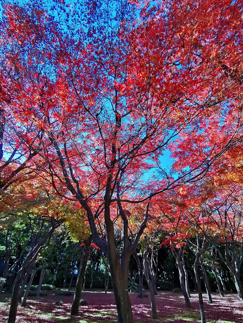 千代田遺産 本日撮影 紅葉 北の丸公園 北の丸公園のモミジ林の紅葉が見頃を迎えています 紅葉 北の丸公園 Autumnleaves T Co Nlow9qxhhl Twitter