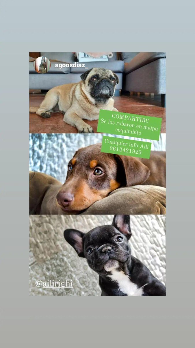 ROBADOS
entraron a robar a mi casa y se llevaron mis perros cualquier cosa avisen porfavor