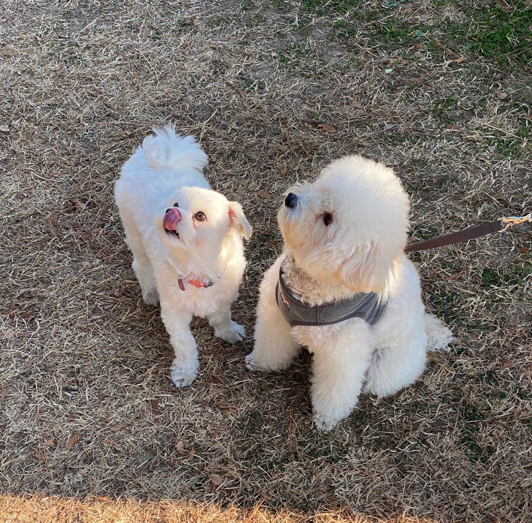 co_O315's tweet photo. 친구들 만나서 즐거운 코코🐶
             사실 코코는 강쥐 보다는 보호자들을 더 조아함.. https://t.co/Zp895dv8eD