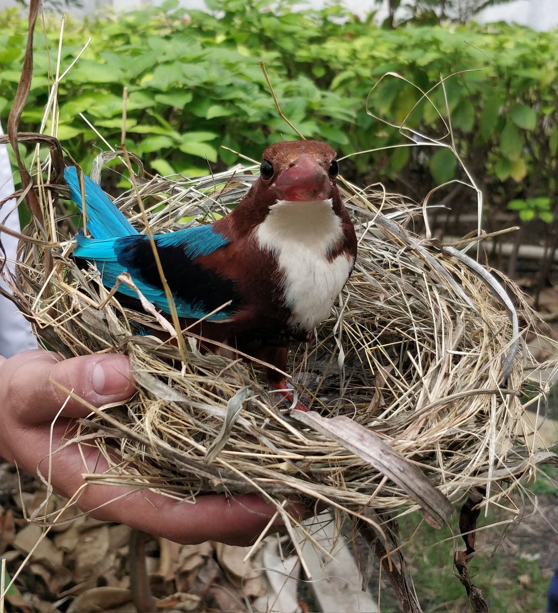 White-Throated Kingfisher 😍#kingfisher #whitethroatedkingfisher 

Shot on OnePlus 5T
#shotononeplus #oneplus5T