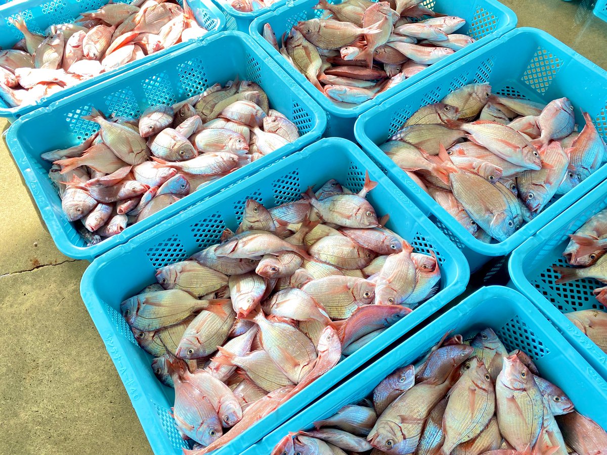 福島県水産課 チダイ って知っていますか 市場でよく見掛ける魚のひとつです 小さいタイ だから チダイ 稚鯛 というわけではありません エラのふた の一部が 血 でにじんだように赤いため チダイ 血鯛 とよばれています いわき