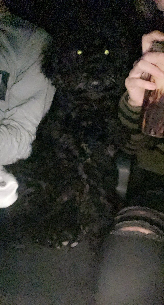 KylanChaney's tweet photo. @jared_rayyy and i got a puppy for christmas. everyone meet our 3 month old golden doodle, ida grace💗 https://t.co/3CHk6292wV