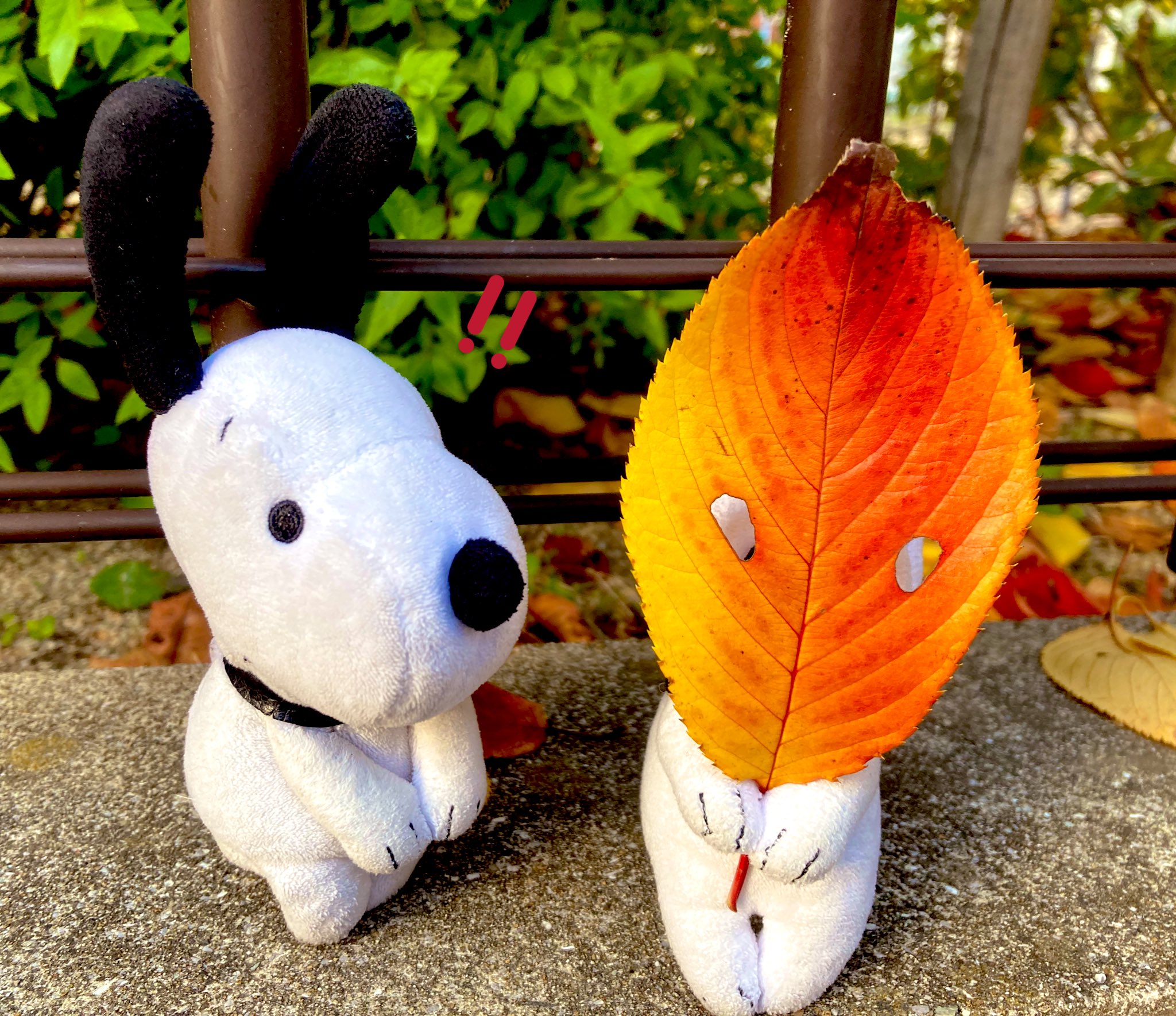 Wlfa Snoopy Rt Chokkorimatu もみじで遊ぶ スヌーピー 写真 秋 強そうな もみじ 見つけたよ T Co 4xgswkyelk Twitter