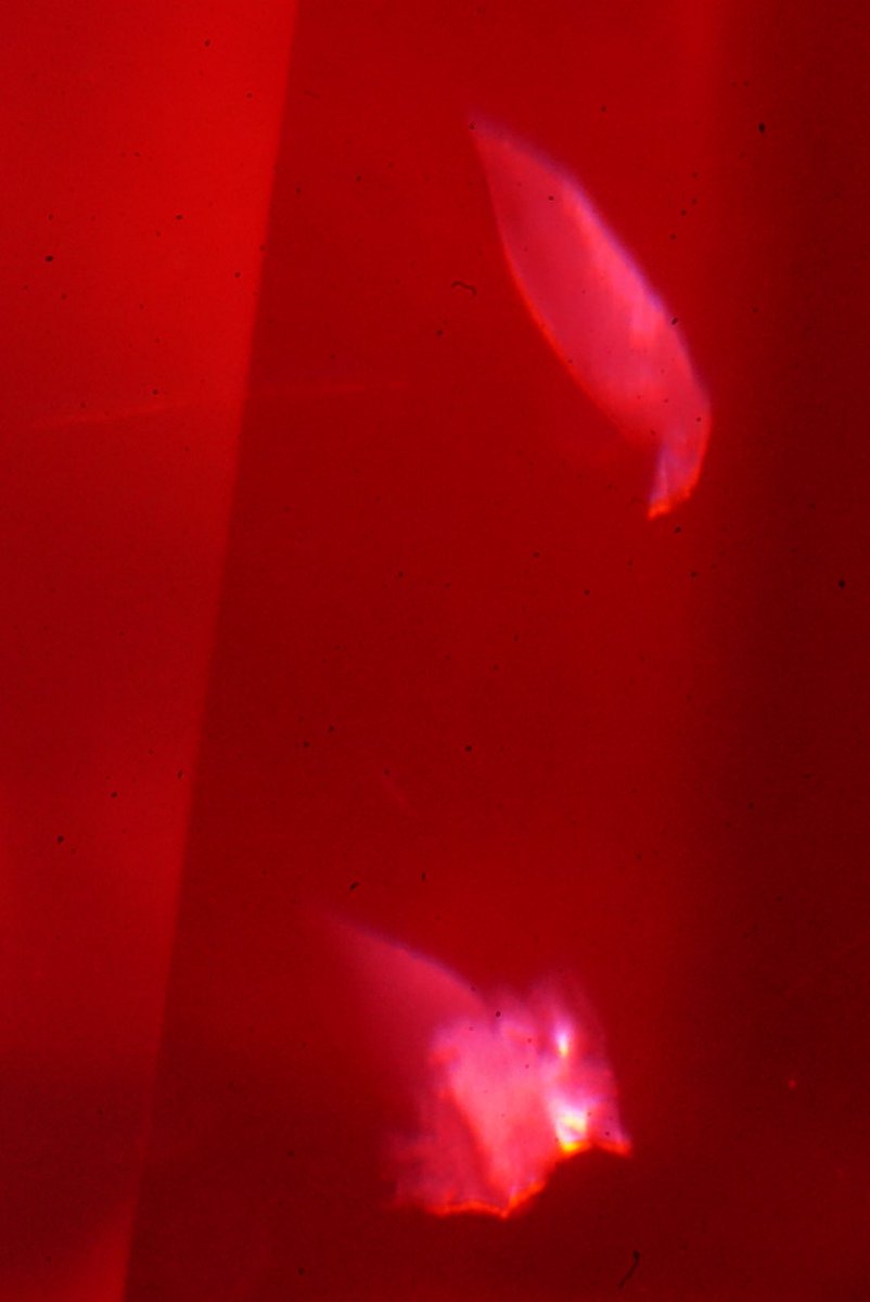 今日のインクルージョン✨

1枚目はどでかシリカ❗️
こんなに分厚いのは初めて見ました🤔

2枚はスピネルだと思っています！
3枚目は同じくライティングを変えて

4枚目は新しい発見があった写真ですが、一見加熱処理の痕跡に見える紛らわしいフラクチャーでした😅

ルビーの鑑別は難しいけど楽しい😍