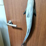 え…？本物…？コバンザメを手に入れたからって色んな所に貼り付けるなんて…!