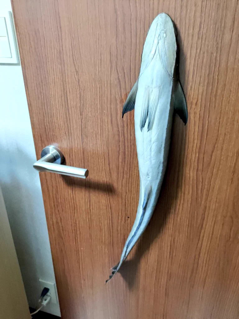 え…？本物…？コバンザメを手に入れたからって色んな所に貼り付けるなんて…！