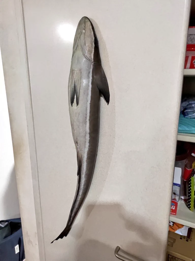 え…？本物…？コバンザメを手に入れたからって色んな所に貼り付けるなんて…！