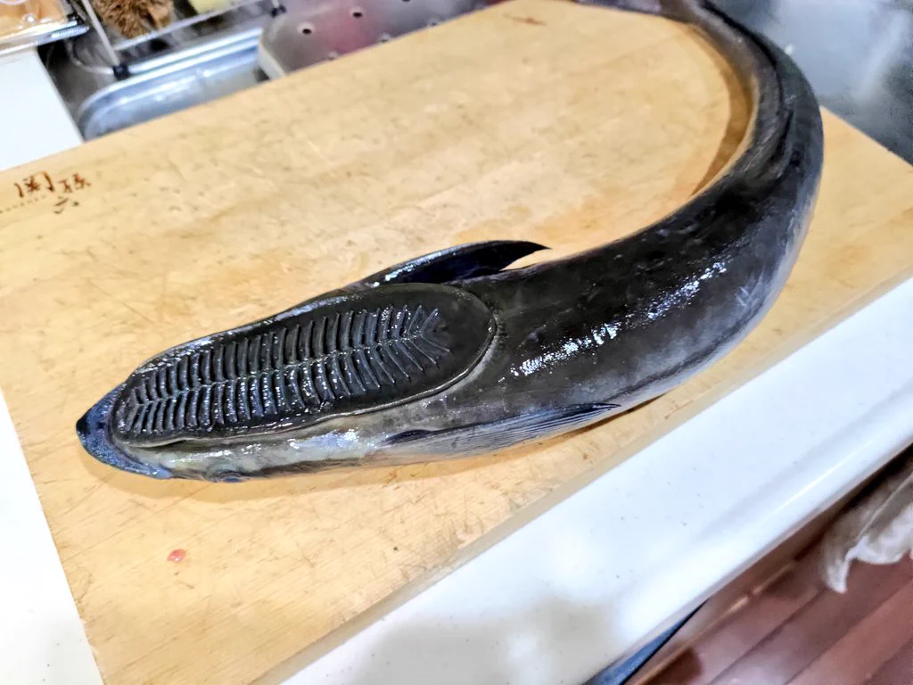 え…？本物…？コバンザメを手に入れたからって色んな所に貼り付けるなんて…！