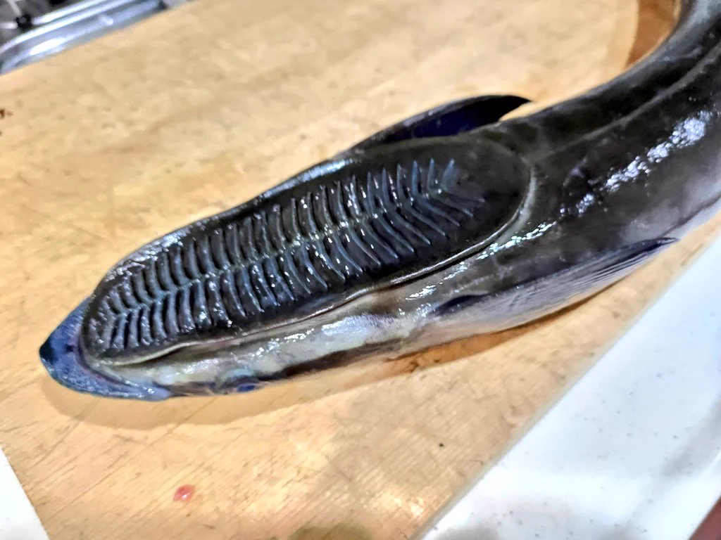 え…？本物…？コバンザメを手に入れたからって色んな所に貼り付けるなんて…！