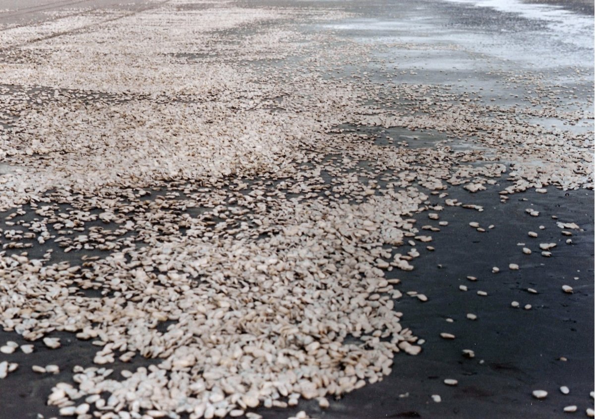 The #Climatecrisis is not just a theory, but something that is happening today. Action needs to be taken before it is too late. A change in 2C can completely change someone's life.

<a href="/washingtonpost/">The Washington Post</a>  Article: washingtonpost.com/graphics/2019/…

photo: By Sandra Fiori of dead yellow clams