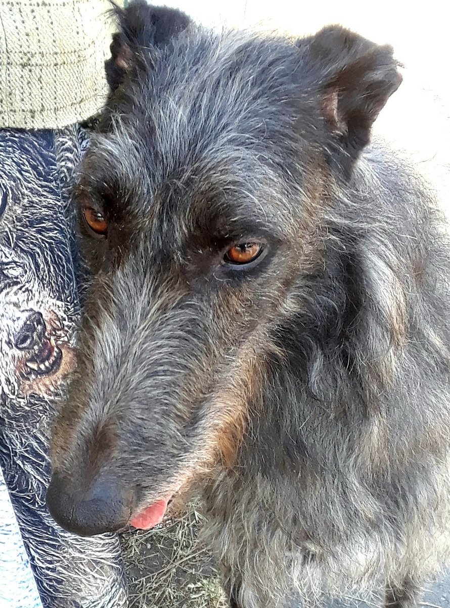 cookiesinheaven's tweet photo. #dogThanking @Purina
Deerhounds are awesome https://t.co/utfbuj5949