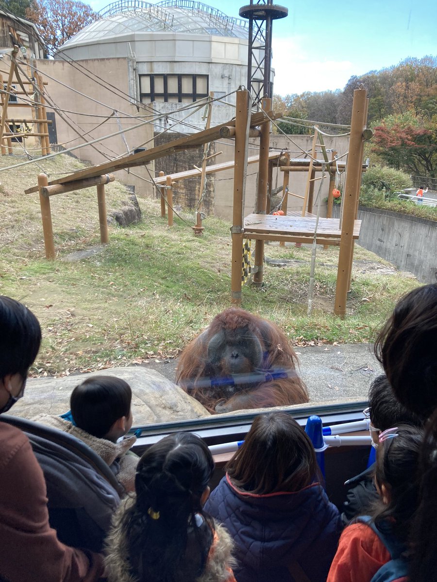 tamo_mane's tweet photo. オランウータンのキューさん、52歳。 https://t.co/GM0RjygChP