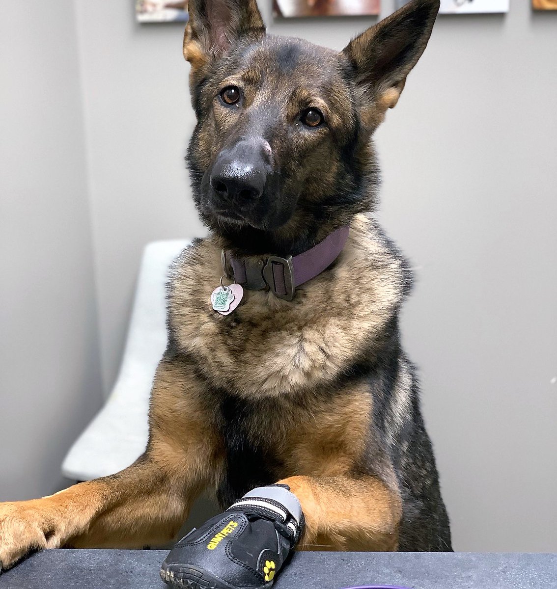 DrEllenKinzl's tweet photo. Mabel, winning the award for Most Professional Patient during her appointment last week. Look at that calm demeanor! Attentive face!
.
.
#verygooddogs #beautiful #modelpatient #veterinarian #toronto #torontodogs #libertyvillage https://t.co/Pwj8p7hbLq