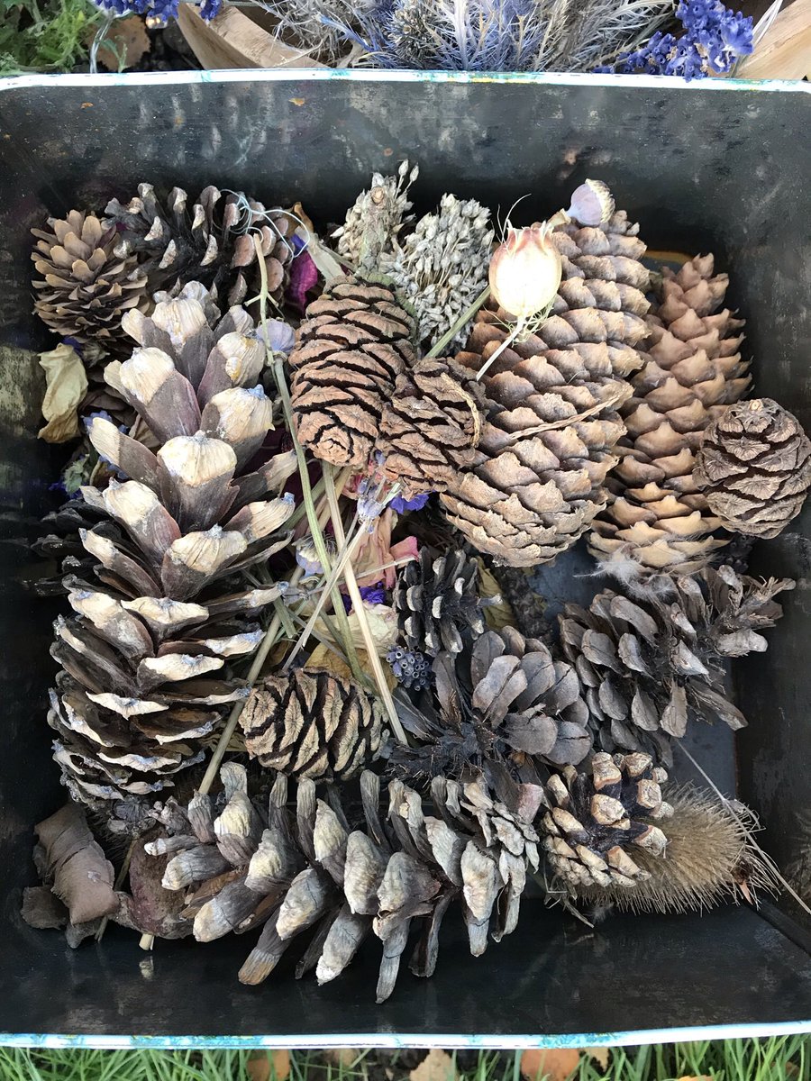 Theresa Webb Dip.NT tweet media