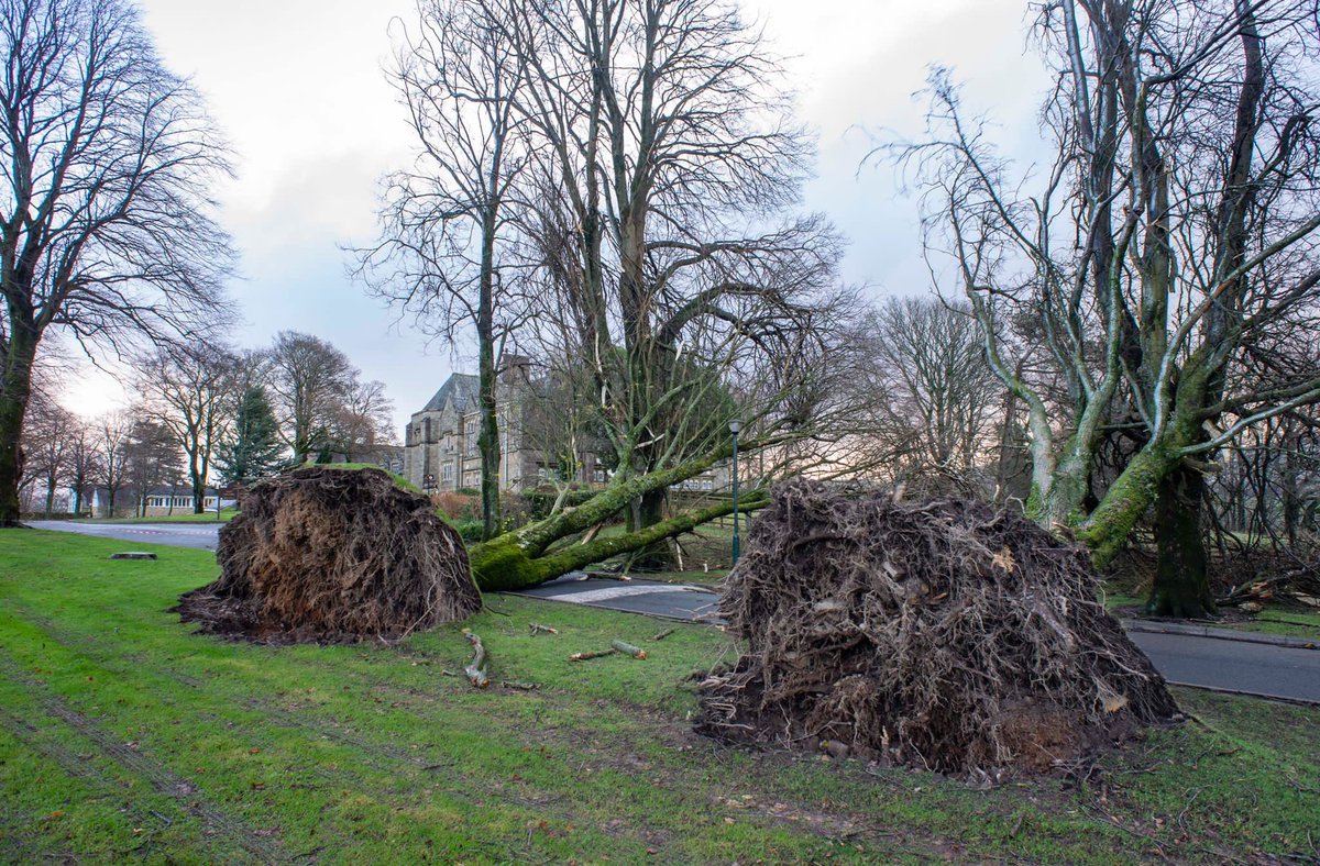 Sed_Sedgwick's tweet photo. I specifically asked these boys not to do their scrummaging warm-up on the trees 💪👀 https://t.co/EXRO5tToA2