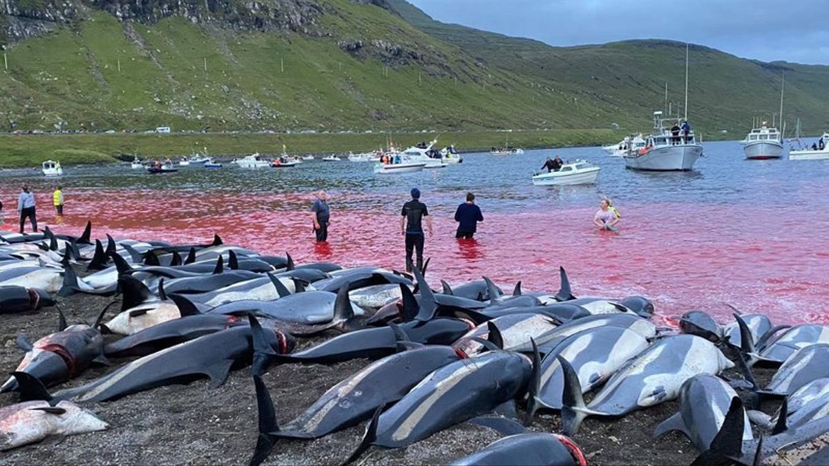 Over 1,400 dolphins, were slaughtered in the Faroe Islands. Dolphins are one of earth's most intelligent species. They understand joy... and grief. Imagine the terror they faced in that gruesome bay.