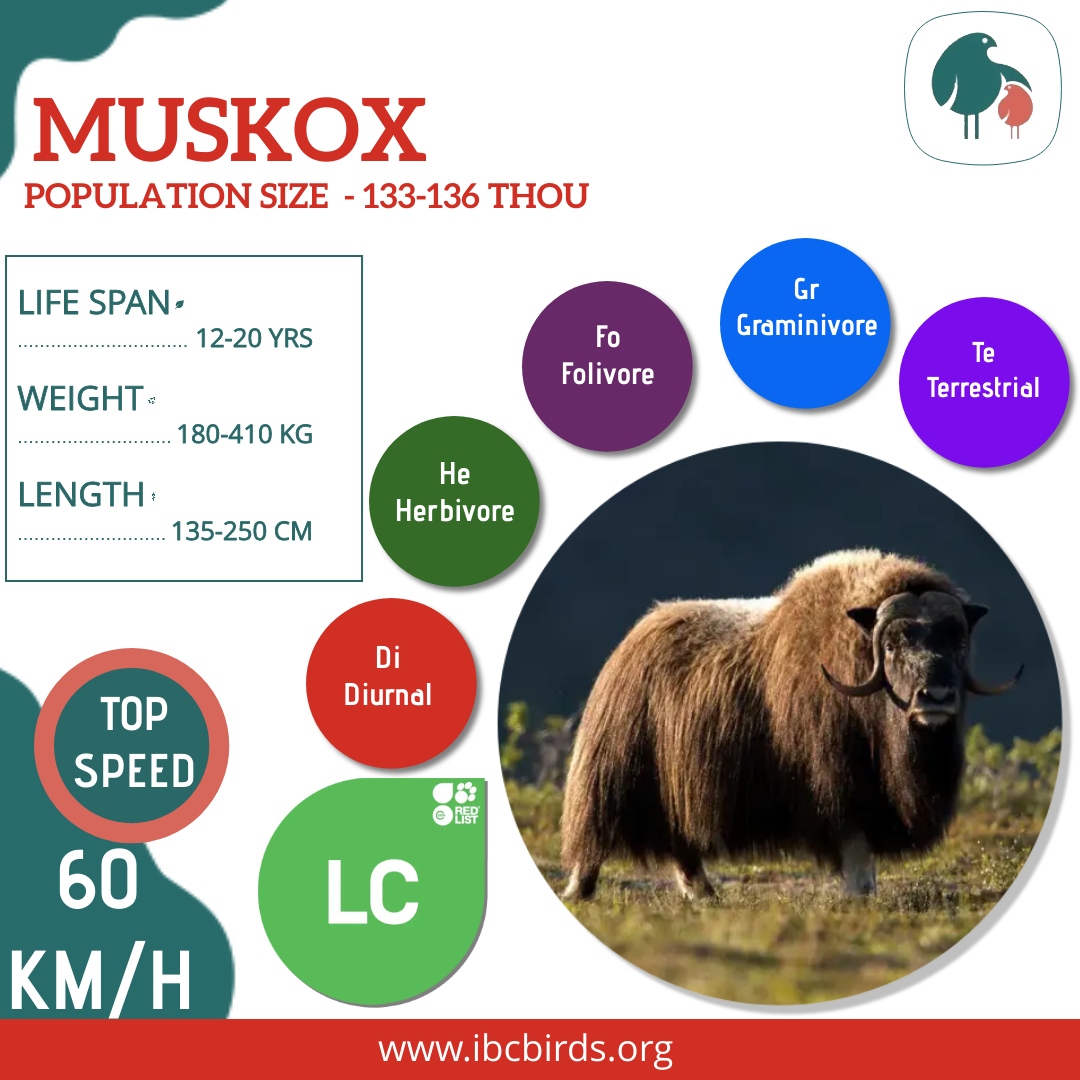 #IBCBIRDS #Mammals

Muskoxen are Arctic hoofed mammals, noted for their thick coat and for the strong odor emitted during the seasonal rut by males, from which their name derives. 

#IBCBIRDS #BIRDS #Muskox