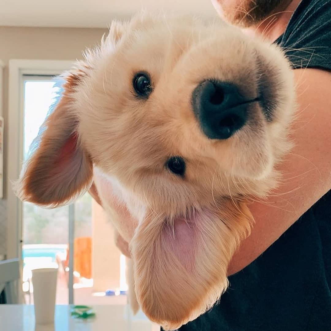 Dinomite🦖🧨 (@dinogodwhale) on Twitter photo 