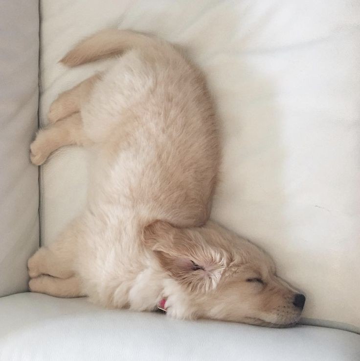 Dinomite🦖🧨 (@dinogodwhale) on Twitter photo 