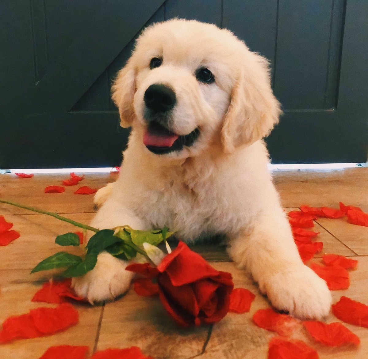 Dinomite🦖🧨 (@dinogodwhale) on Twitter photo 