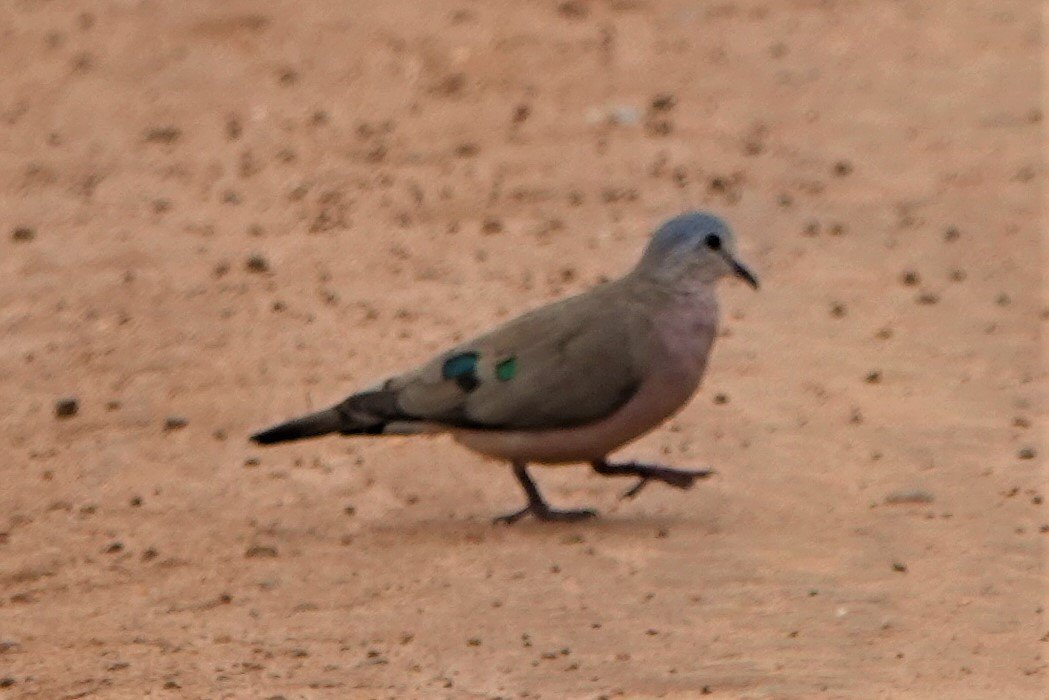 UgandaWide's tweet photo. #UgandaEnyuma
#birdwithus
Kindly see https://t.co/TLygIjUrBG https://t.co/Mc5iwViM29