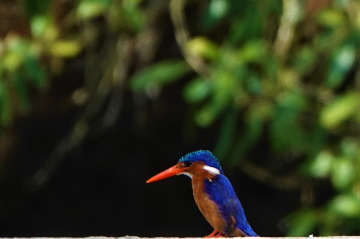 UgandaWide's tweet photo. #UgandaEnyuma
#birdwithus
Kindly see https://t.co/TLygIjUrBG https://t.co/Mc5iwViM29