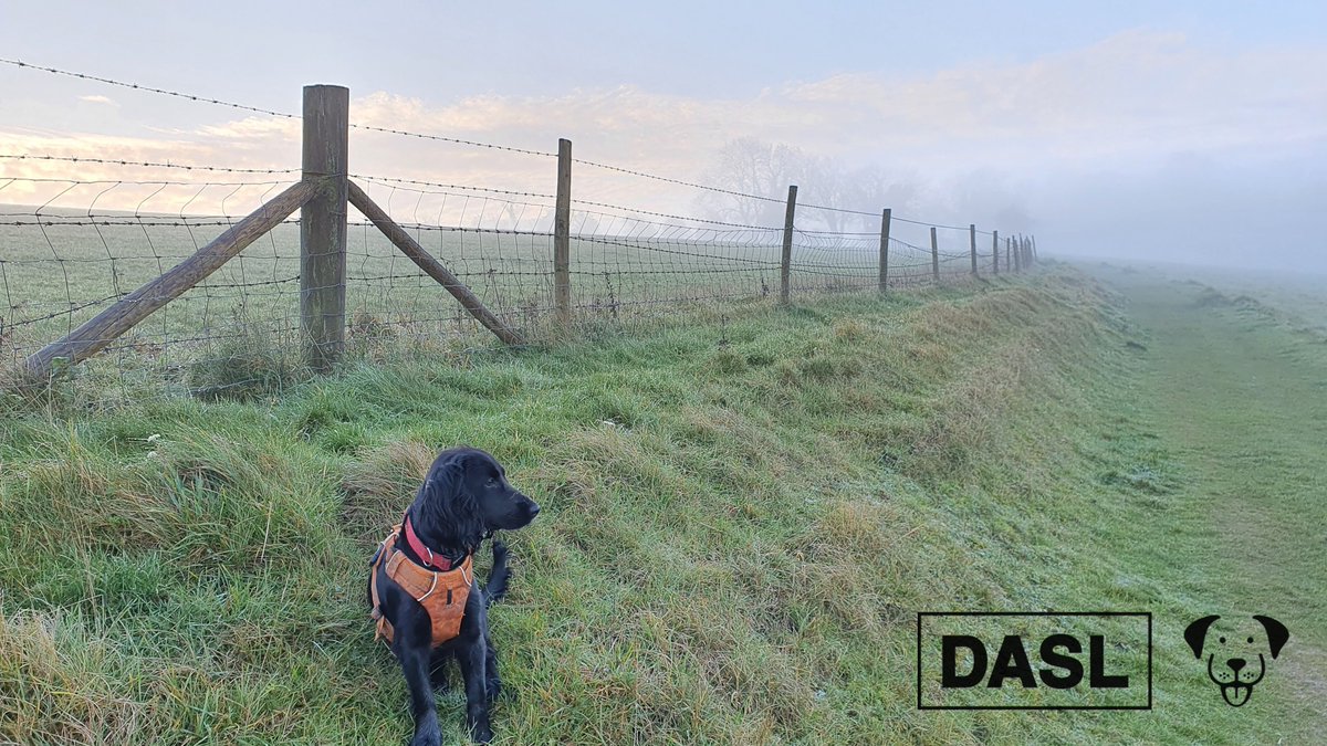 lab577's tweet image. What's better than a spelling bee? A talking dog!

#DASLDog