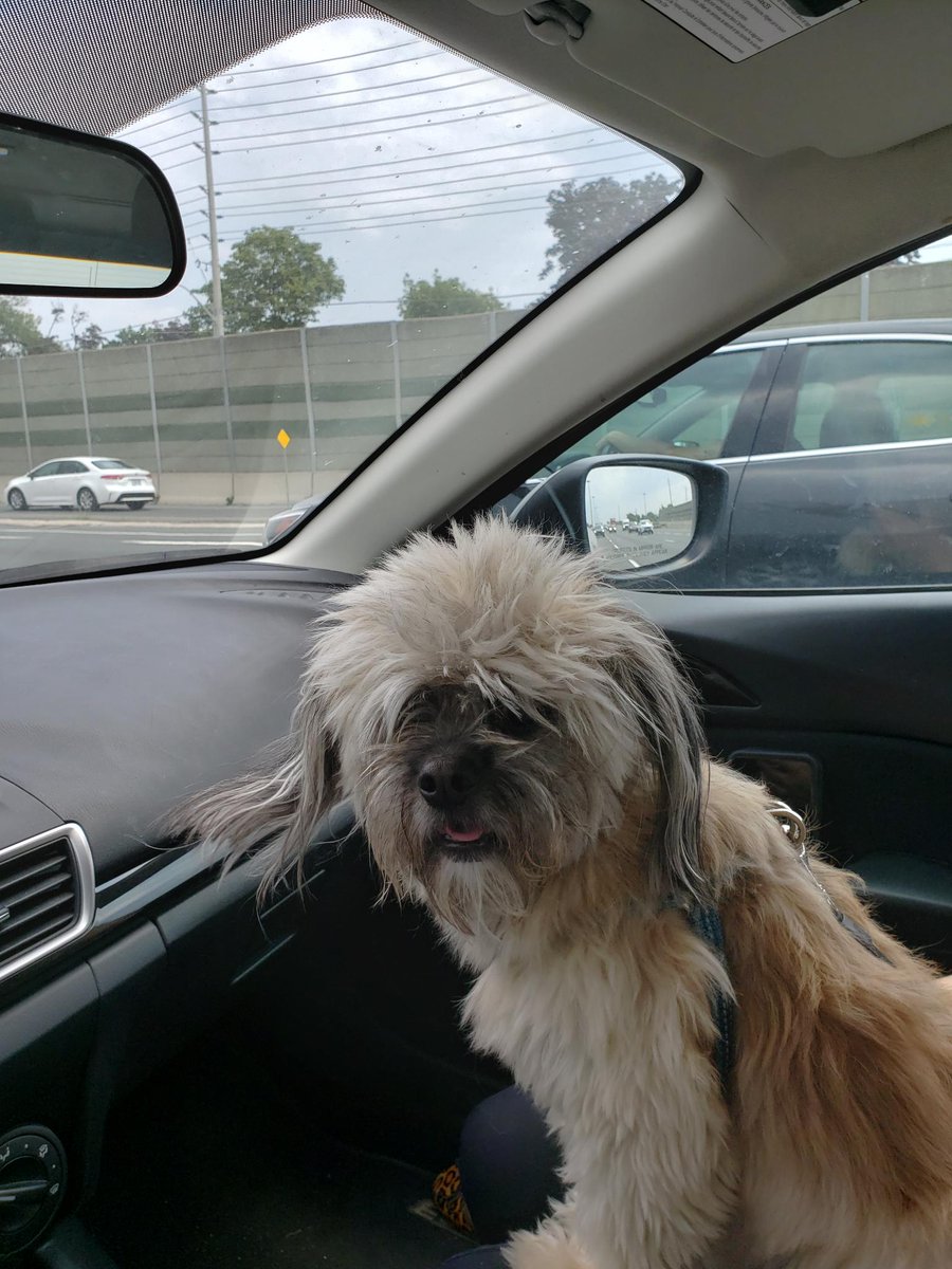 OliverTravels's tweet photo. Before and after getting my hair cut. #DogsOfTwitter https://t.co/e9CWXEARwG