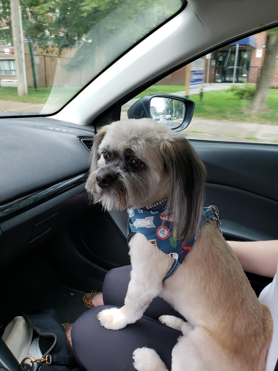 OliverTravels's tweet photo. Before and after getting my hair cut. #DogsOfTwitter https://t.co/e9CWXEARwG