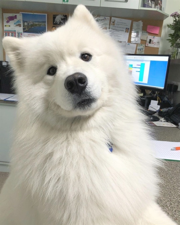 Dinomite🦖🧨 (@dinogodwhale) on Twitter photo 