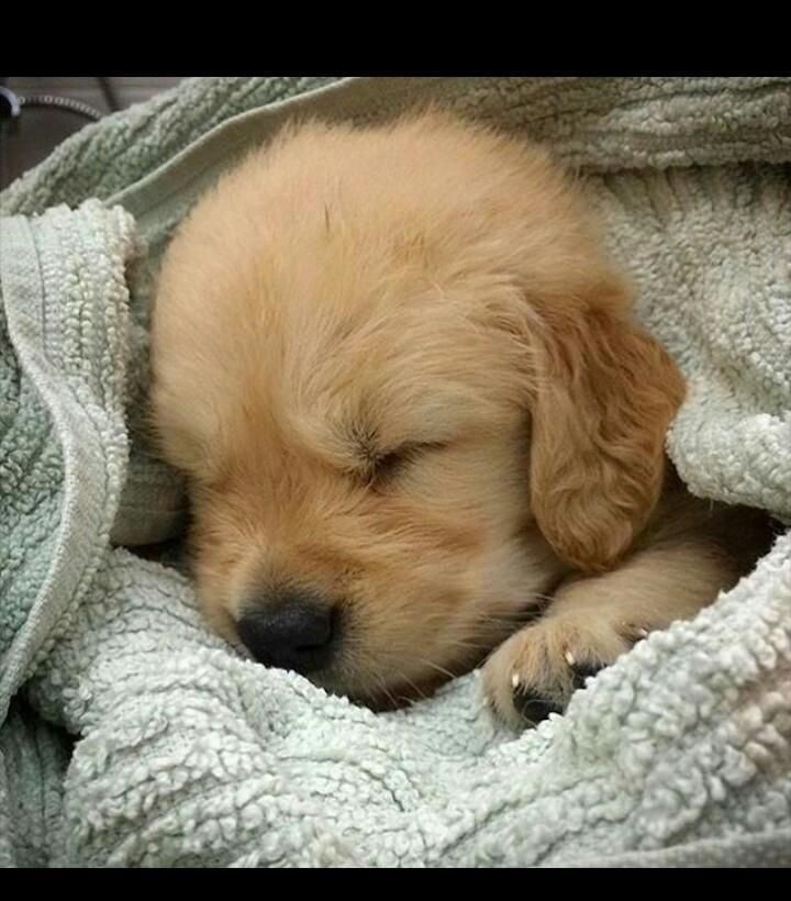 Dinomite🦖🧨 (@dinogodwhale) on Twitter photo 