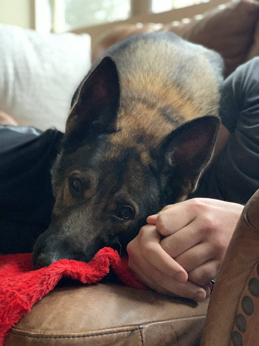 Hunde_Haus's tweet photo. Think my son has stolen MY dog.  And she’s taunting me.
Glad that he’s getting some pupper love though 💕 https://t.co/2ySye2H8on
