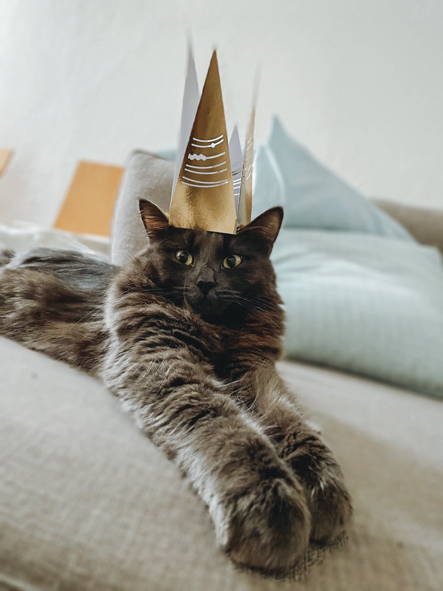 ANB_STUDIO's tweet photo. 🐺
プリンセス雨ちゃんの戴冠式👸
#メインクーン #猫 #猫好きさんと繋がりたい #猫がいる幸せ #猫写真 #猫のいる暮らし #ねこ #ねこ部 #ねこのきもち #かわいい #ドイツ #ベルリン #CatsOfTwitter #niessing #cat #catgirl #cute https://t.co/4AAOlm792l
