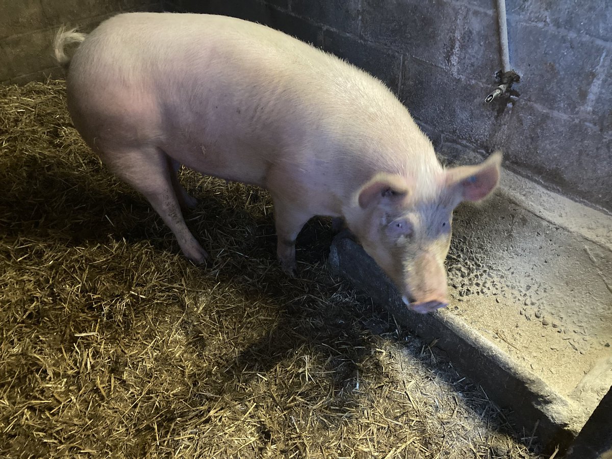 SolitaireFarmSh's tweet photo. Road trip to Somerset to collect this pedigree Large White gilt of the Maple line. She will go into our breeding program to help the breed #rarebreed #conservation #savethebreed @RBSTrarebreeds @BritishPigAssoc https://t.co/NX2g9biAhH