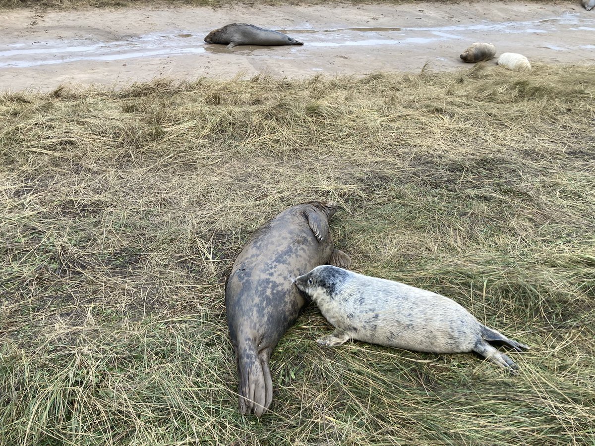 PElshen's tweet photo. Despite incredibly windy conditions the intrepid Elliotts and Elshens visited Donna Nook to see many many seals and their pups! Thanks to @DonnaNookWarden for all their hard work
@EstherElshen @_alice_elliott @biol75 https://t.co/G2mPxtyZjR