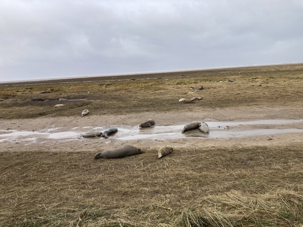 PElshen's tweet photo. Despite incredibly windy conditions the intrepid Elliotts and Elshens visited Donna Nook to see many many seals and their pups! Thanks to @DonnaNookWarden for all their hard work
@EstherElshen @_alice_elliott @biol75 https://t.co/G2mPxtyZjR